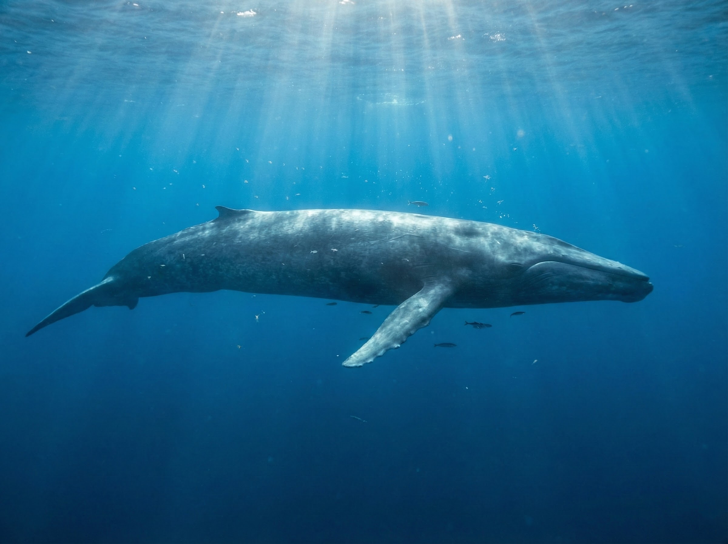 Blue whale - the largest animal on Earth